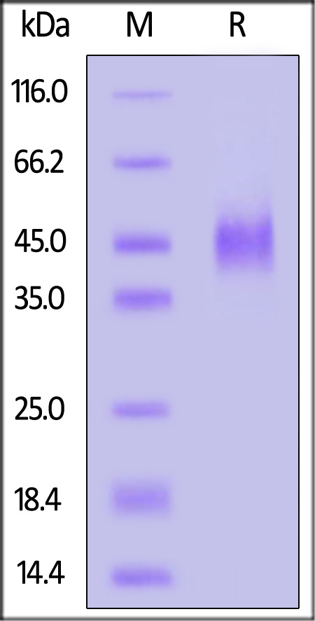 E8L SDS-PAGE