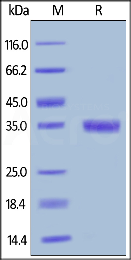 EGF-M5265-sds