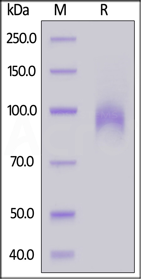 EGF R SDS-PAGE