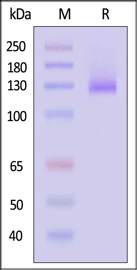 EGF R SDS-PAGE