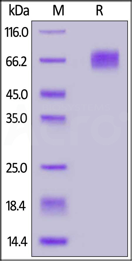 EGFRvIII SDS-PAGE