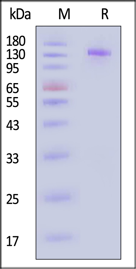 EGF R SDS-PAGE