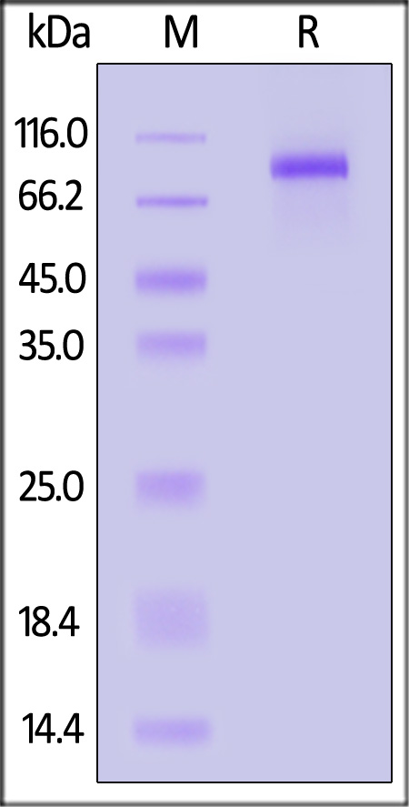 EGF R SDS-PAGE