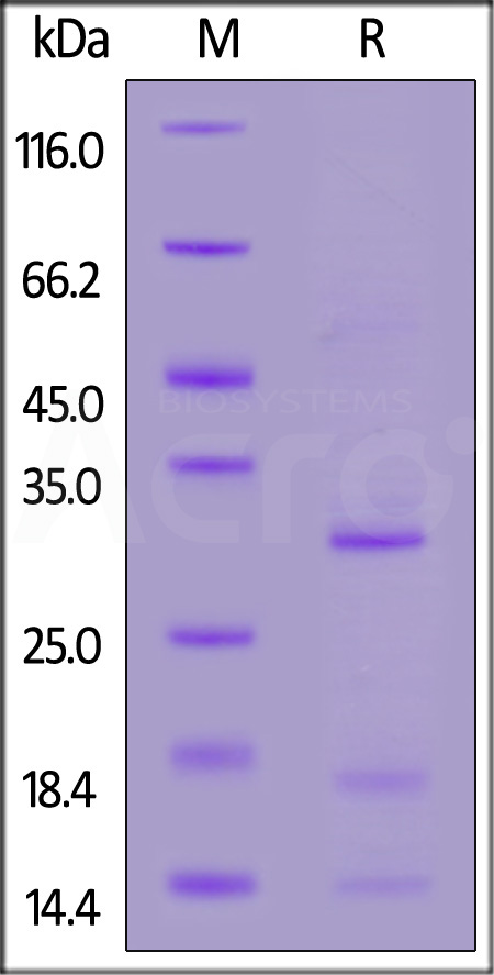 ELL-H5595-sds