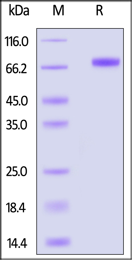 EP5-H52H5-sds