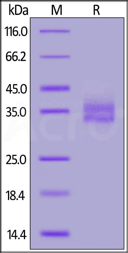 EpCAM SDS-PAGE