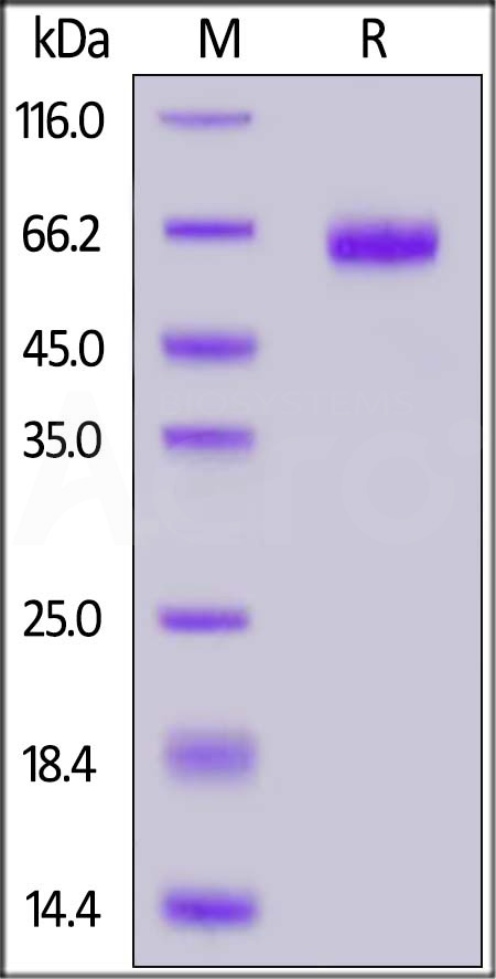 EpCAM SDS-PAGE