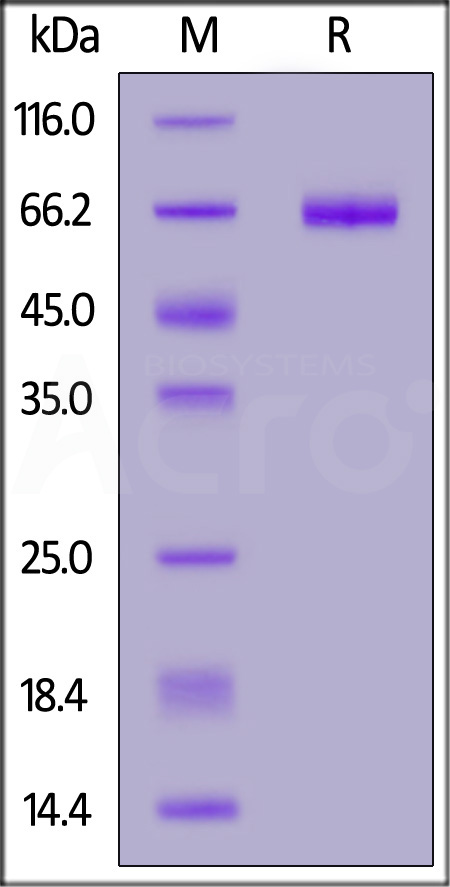 EpCAM SDS-PAGE