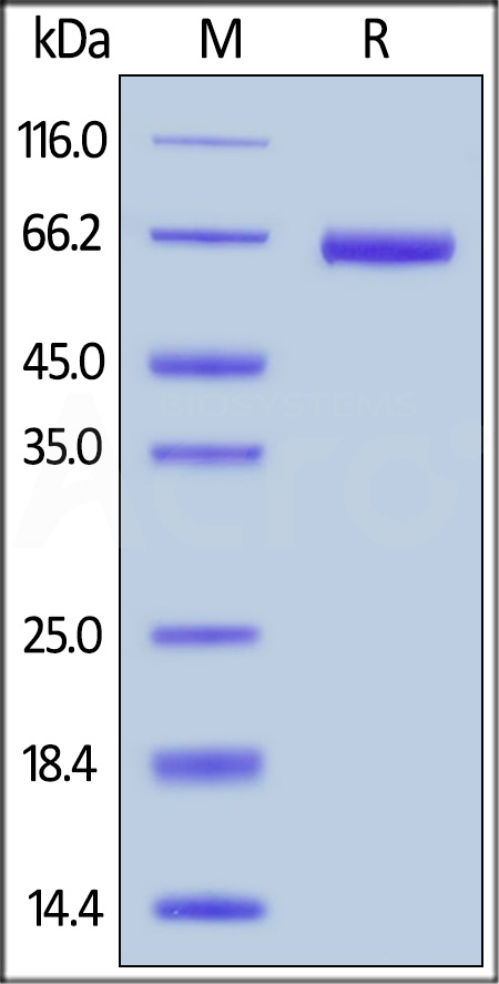 EpCAM SDS-PAGE