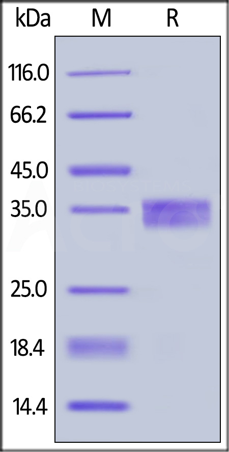 EpCAM SDS-PAGE