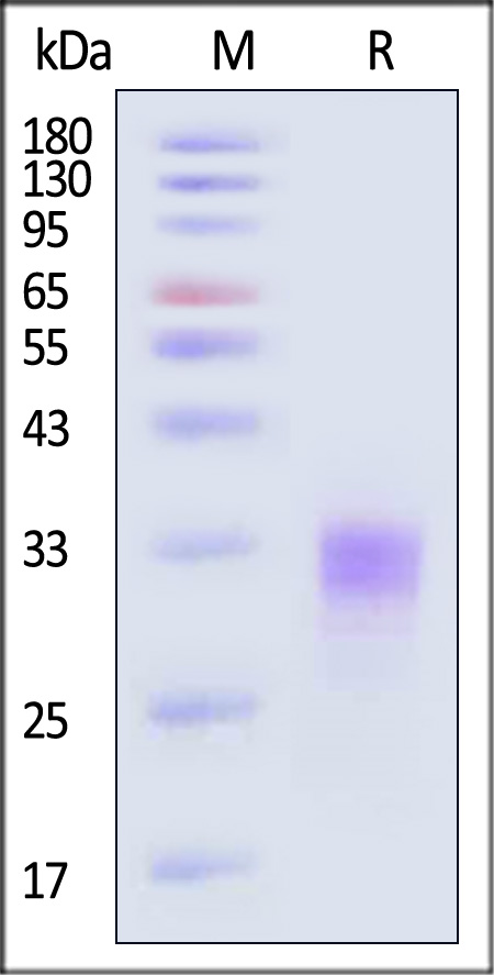 Erythropoietin SDS-PAGE