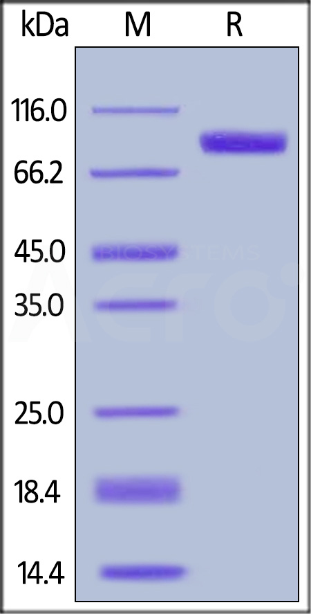 Her2 SDS-PAGE