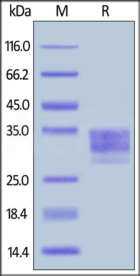 Mouse CD16-2, His Tag (Cat. No. FC4-M52H3) SDS-PAGE gel