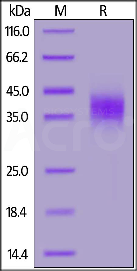 FC6-R52H6-sds