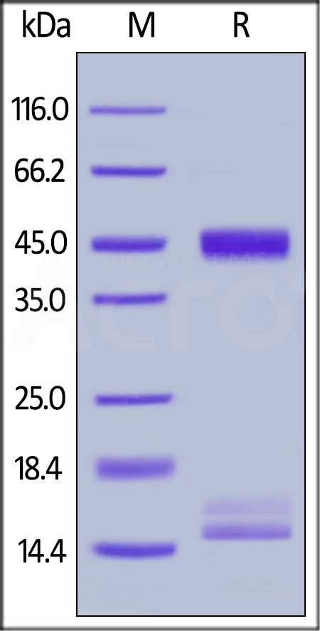 FcRn (FCGRT & B2M) SDS-PAGE