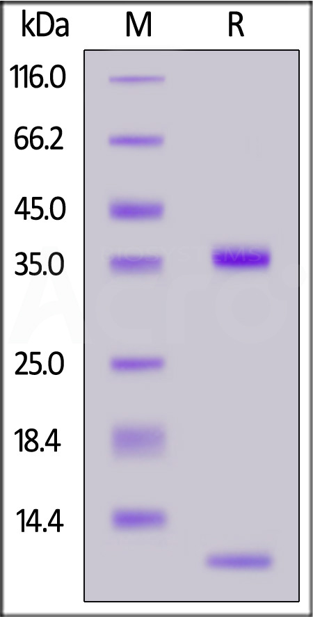 FCN-B82W3-sds