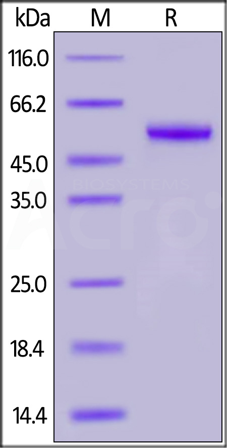 FEB-H52H7-sds