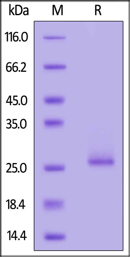 FG0-H81Q7-sds