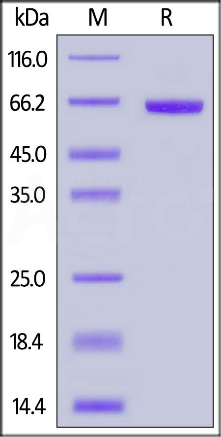 FG1-C5250-sds