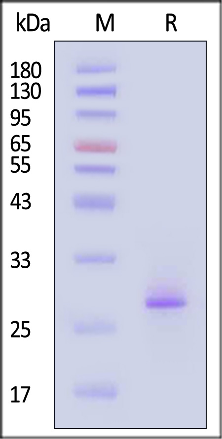 FGF-21 SDS-PAGE