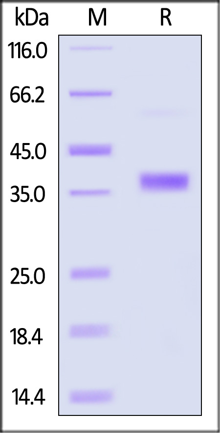 FG2-H5243-sds