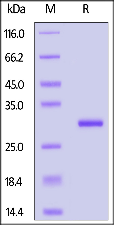 FG3-H51H9-sds