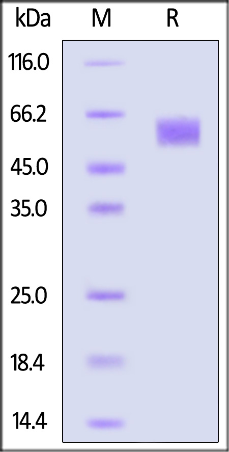 FGF R4 SDS-PAGE