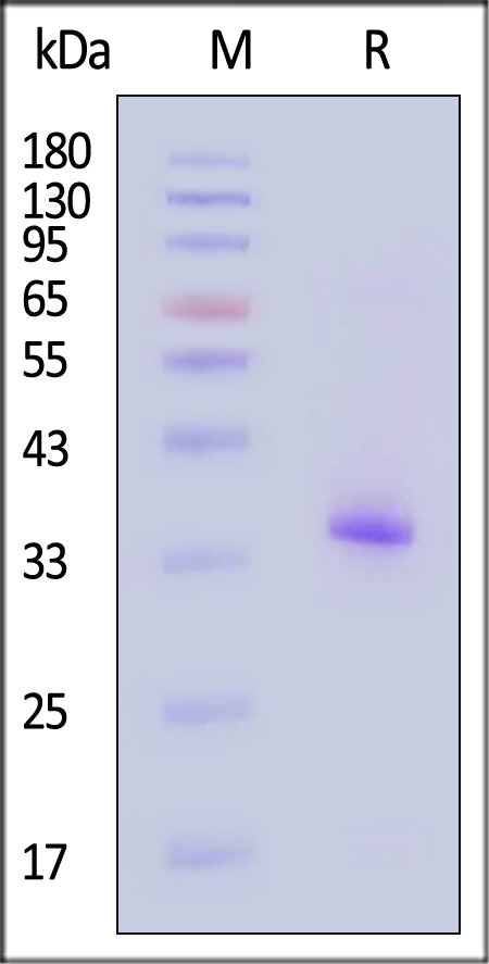 FG5-H51H3-sds