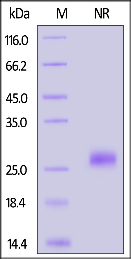 FGF-7 SDS-PAGE