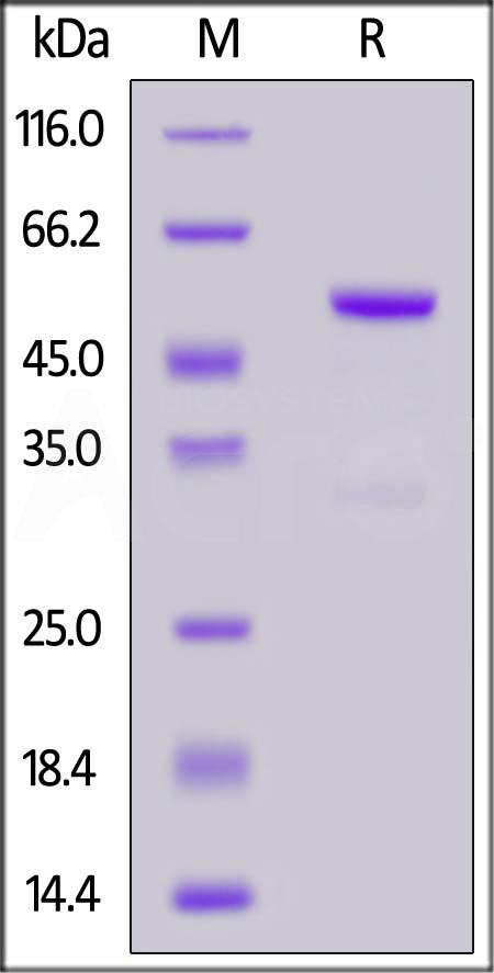 FG9-H5253-sds