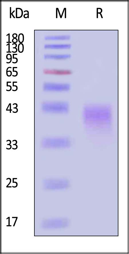 FGF-8b SDS-PAGE