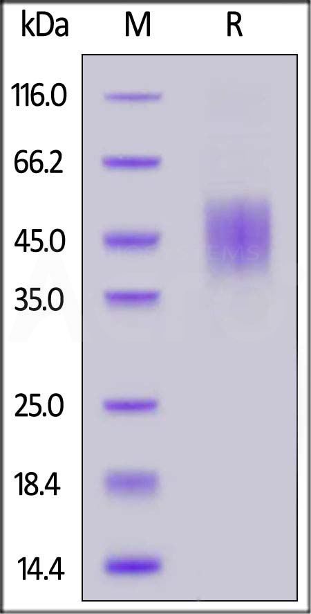 FGF R2 (IIIc) SDS-PAGE