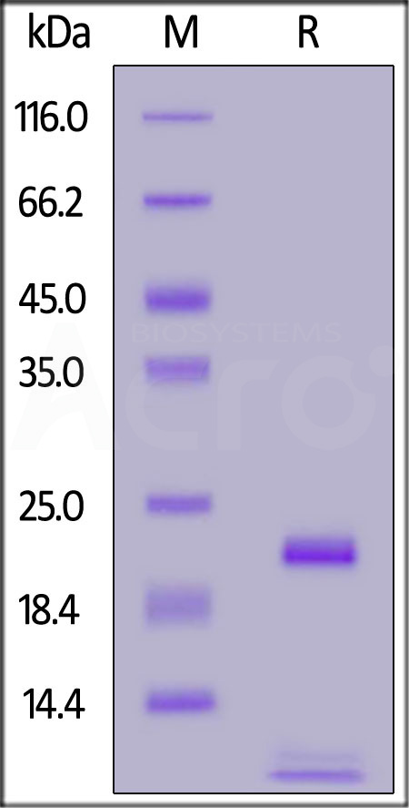 FGF basic SDS-PAGE