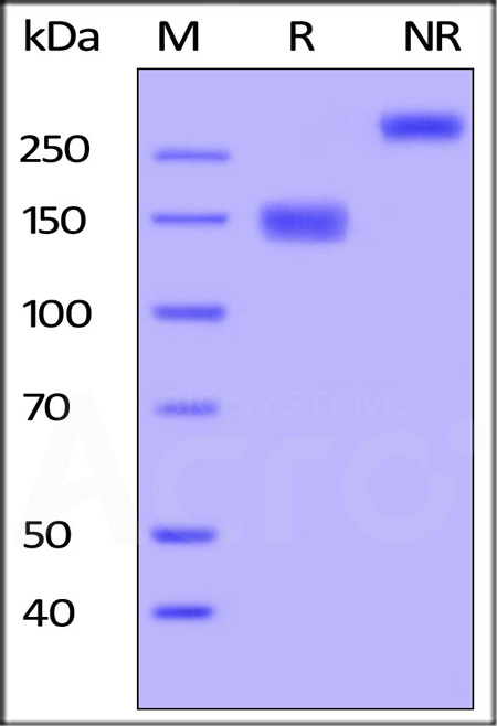 VEGF R3 SDS-PAGE