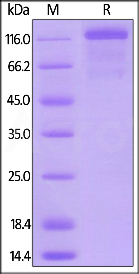 VEGF R3 SDS-PAGE