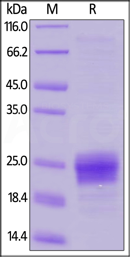 Flt-3 Ligand SDS-PAGE