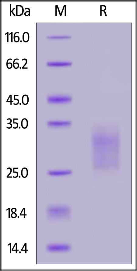 Flt-3 Ligand SDS-PAGE