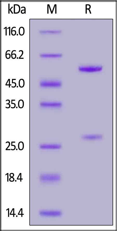 FMC63 SDS-PAGE