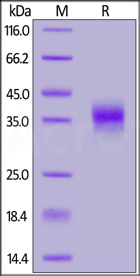 FOLR1 SDS-PAGE