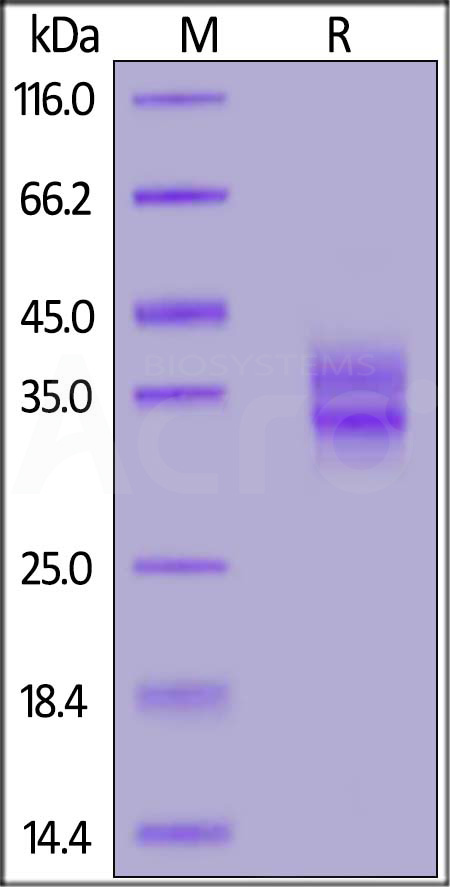 FO1-M5225-sds