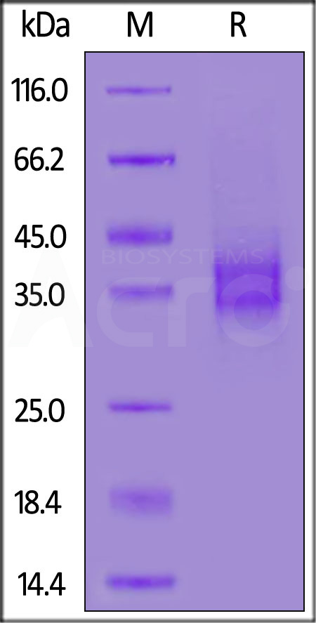 FO1-M82E9-sds