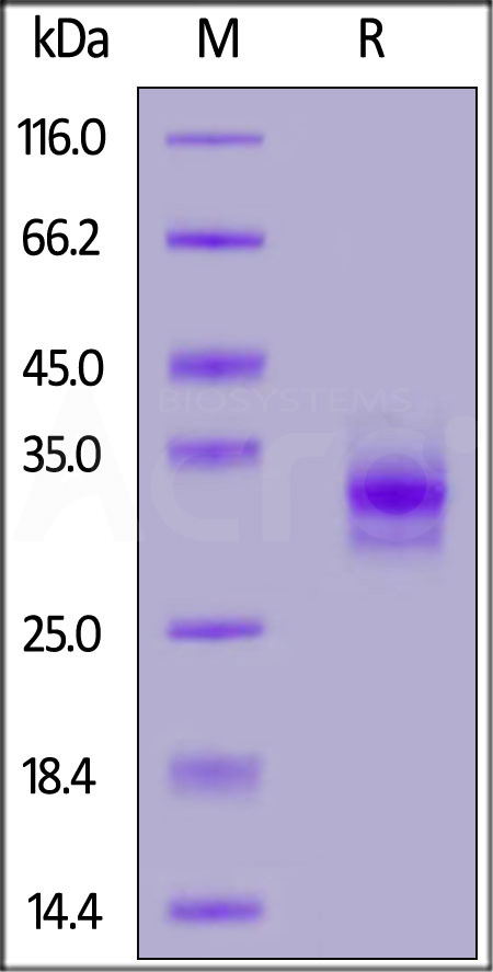 FO2-H5223-sds