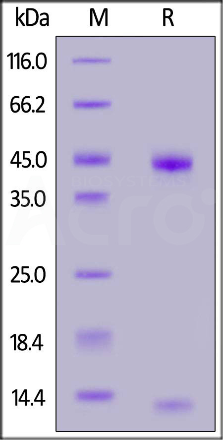 GD2-H52H3-sds