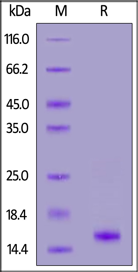 GDF-15 SDS-PAGE