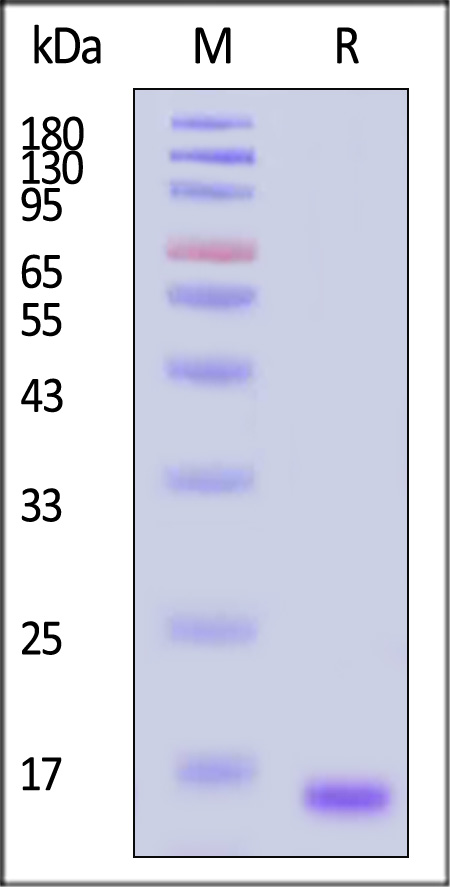 GDF-15 SDS-PAGE