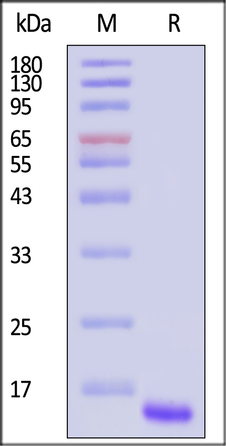 GDF-15 SDS-PAGE