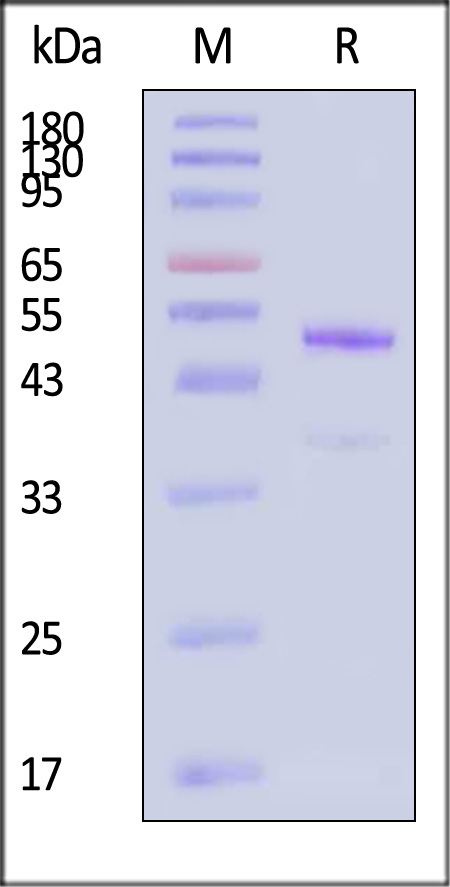 latent GDF-8 SDS-PAGE