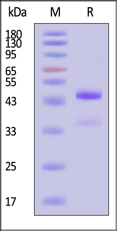 GD8-M5243-sds