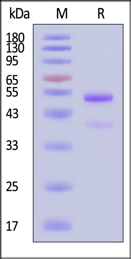 latent GDF-8 SDS-PAGE