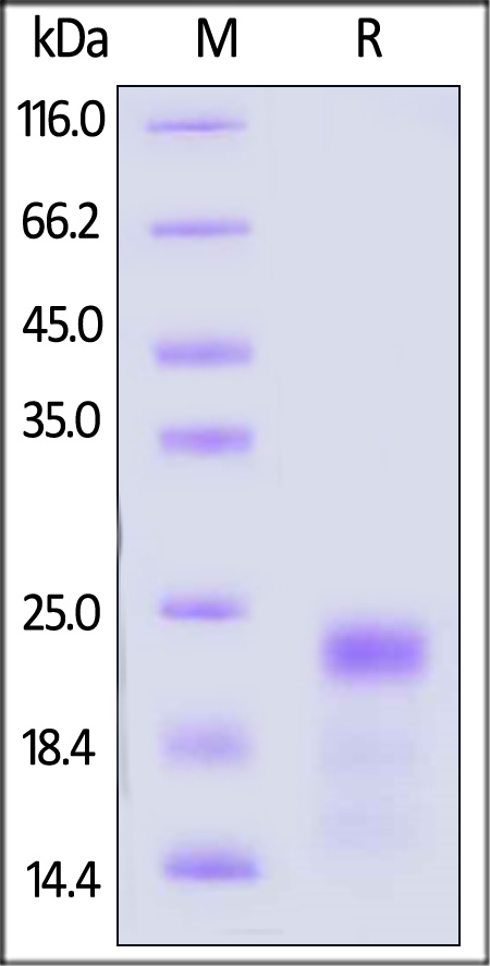 GDNF SDS-PAGE